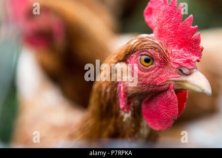 Huhn auf einem Bio-Bauernhof Stockfoto