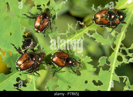 Japanische Käfer (Popillia japonica) Essen eine physalis Leaf, Iowa, USA Stockfoto