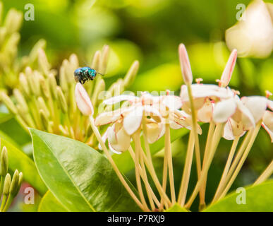 Seltene blaue Biene auf Blume Stockfoto