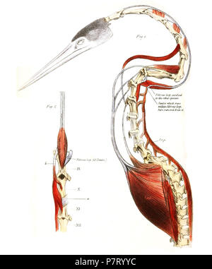 Anatomie der Anhinga anhinga-Abb. 1. Ansicht von der linken Seite des Halses von Plotus anhinga, seziert. l.c.a. longus Colli anterior Muskel; l.c.p. longus Colli posterior Muskel. Die faserige Vertreter der Donitz's Bridge zu sehen ist die 9 Halswirbel befestigt. Abb. 2. Blick auf einen Teil der seitenzahnbereich der Hals der Plotus anhinga. Die römischen Zahlen beziehen sich auf die Halswirbelsäule vom Kopf gezählt. Donitz's Bridge ist auf den neunten sehen; und bei a ist auch ein faseriges Band, die ähnliche Funktion gesehen, zur elften befestigt. Bei B ist der fasciculus der Sehne von Th gesehen Stockfoto