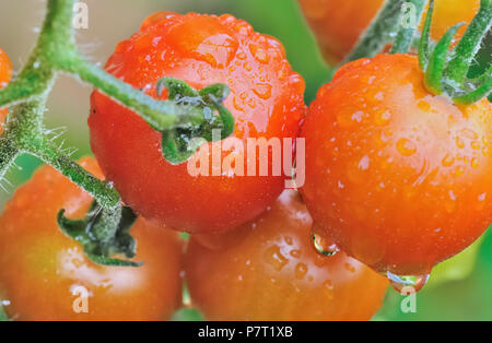 In der Nähe von Tomaten mit Tropfen in einem Garten abgedeckt Stockfoto