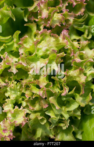 Salat 'Lollo Rosso' Stockfoto