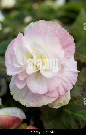 Begonia 'Nonstop Apple Blossom' Stockfoto