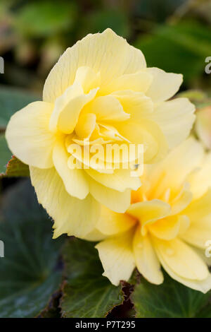 Begonia 'Zitrone' Beleuchtung Beleuchtung Serie Stockfoto