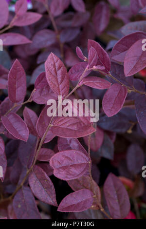 Loropetalum chinense var. rubrum "Fire Dance" Stockfoto