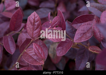 Loropetalum chinense var. rubrum "Fire Dance" Stockfoto