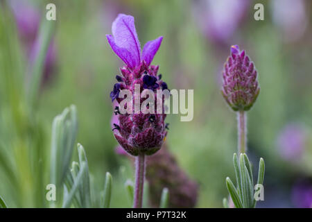 Lavandula stoechas 'Papillon' Stockfoto