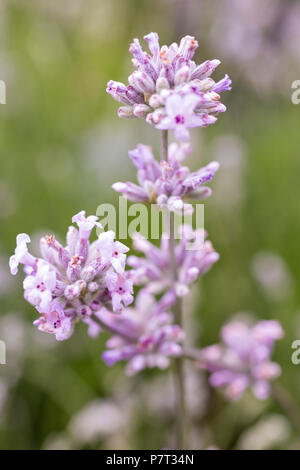 Lavandula Angustifolia 'Rosea' Stockfoto