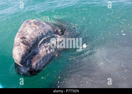 Grauwale Kalb aus Wasser, Baja California Stockfoto