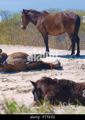 Wildhorse Corolla obx Outer Banks nc-North Carolina Free Range wilde Pferde durchstreifen Strand Meer soundfront asateague Mustang Stute Hengst Fohlen pony Dünen Stockfoto