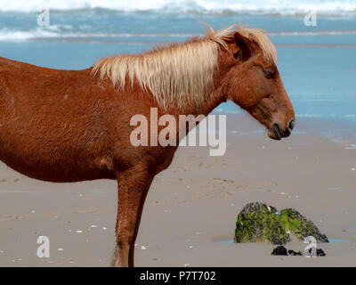 Wildhorse Corolla obx Outer Banks nc-North Carolina Free Range wilde Pferde durchstreifen Strand Meer soundfront asateague Mustang Stute Hengst Fohlen pony Dünen Stockfoto