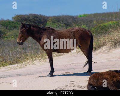 Wildhorse Corolla obx Outer Banks nc-North Carolina Free Range wilde Pferde durchstreifen Strand Meer soundfront asateague Mustang Stute Hengst Fohlen pony Dünen Stockfoto