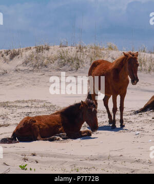 Wildhorse Corolla obx Outer Banks nc-North Carolina Free Range wilde Pferde durchstreifen Strand Meer soundfront asateague Mustang Stute Hengst Fohlen pony Dünen Stockfoto