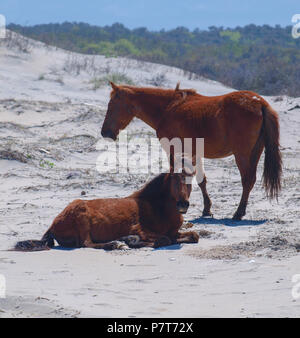 Wildhorse Corolla obx Outer Banks nc-North Carolina Free Range wilde Pferde durchstreifen Strand Meer soundfront asateague Mustang Stute Hengst Fohlen pony Dünen Stockfoto