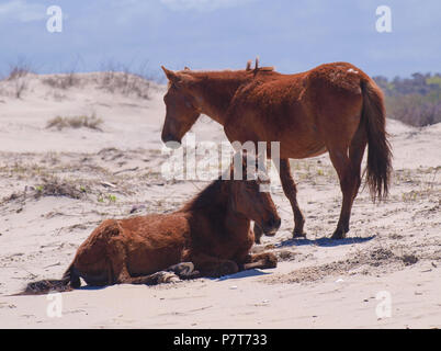 Wildhorse Corolla obx Outer Banks nc-North Carolina Free Range wilde Pferde durchstreifen Strand Meer soundfront asateague Mustang Stute Hengst Fohlen pony Dünen Stockfoto