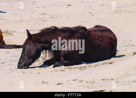 Wildhorse Corolla obx Outer Banks nc-North Carolina Free Range wilde Pferde durchstreifen Strand Meer soundfront asateague Mustang Stute Hengst Fohlen pony Dünen Stockfoto