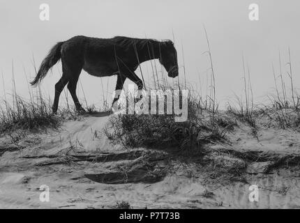 Wildhorse Corolla obx Outer Banks nc-North Carolina Free Range wilde Pferde durchstreifen Strand Meer soundfront asateague Mustang Stute Hengst Fohlen pony Dünen Stockfoto