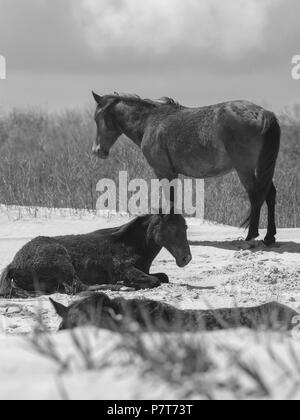 Wildhorse Corolla obx Outer Banks nc-North Carolina Free Range wilde Pferde durchstreifen Strand Meer soundfront asateague Mustang Stute Hengst Fohlen pony Dünen Stockfoto