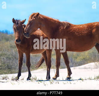 Wildhorse Corolla obx Outer Banks nc-North Carolina Free Range wilde Pferde durchstreifen Strand Meer soundfront asateague Mustang Stute Hengst Fohlen pony Dünen Stockfoto