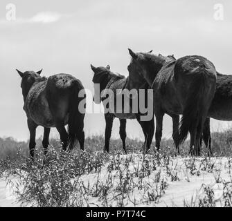 Wildhorse Corolla obx Outer Banks nc-North Carolina Free Range wilde Pferde durchstreifen Strand Meer soundfront asateague Mustang Stute Hengst Fohlen pony Dünen Stockfoto