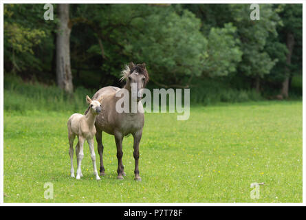 Konik mare oder Tarpan Pferd Stockfoto