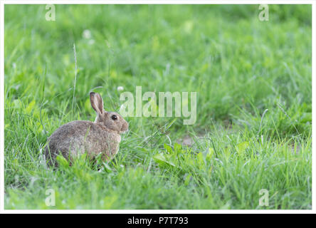 Kaninchen in einer Weide Stockfoto