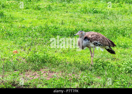 Kori bustard oder Ardeotis kori Stockfoto