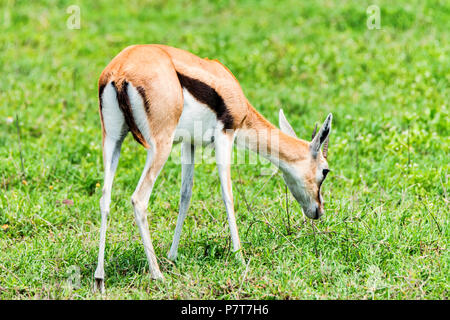 Wild Thompson's gazelle Eudorcas thomsonii Stockfoto