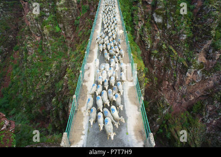 LUFTAUFNAHME von einem 6 Meter hohen Mast. Transhumanz auf einer Brücke, 80 Meter über dem Canyon-Boden. Gorges de Daluis, Guillaumes, Alpes-Maritimes, Frankreich. Stockfoto