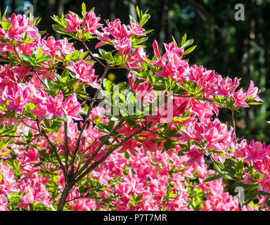 Blühende Atzaleas Stockfoto