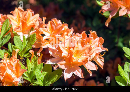 Blühende Atzaleas Stockfoto