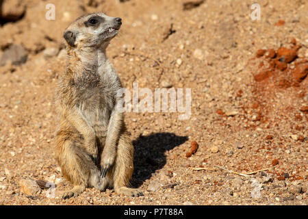 Erdmännchen Suricata suricatta oder Suricat - majoriae-Sitzen in sandige Wüste, gerade für Raubtiere. Stockfoto