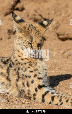 Junge Serval - Leptailurus serval - oben sitzen, entspannt aber warnen. Stockfoto