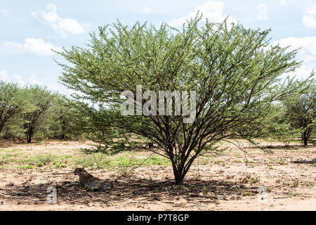 Geparden - Acinonyx jubatus - liegen in der dappled Schatten unter einem Baum hervorragende Tarnung. Namibia Stockfoto