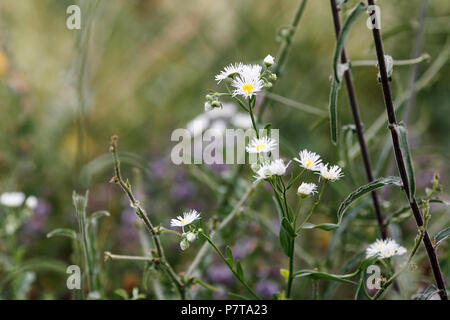 Kamille (Matricaria Chamomilla). Flache Tiefenschärfe Stockfoto