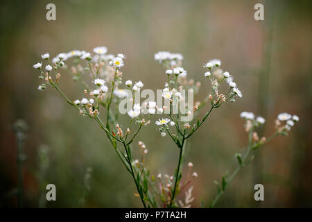 Kamille (Matricaria Chamomilla). Flache Tiefenschärfe Stockfoto