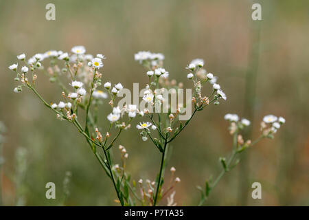 Kamille (Matricaria Chamomilla). Flache Tiefenschärfe Stockfoto