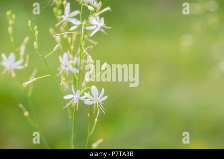 Kleine weiße Blumen St Bernard Lilys Makro im Wald Stockfoto