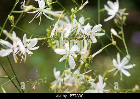 Kleine weiße Blumen St Bernard Lilys Makro im Wald Stockfoto