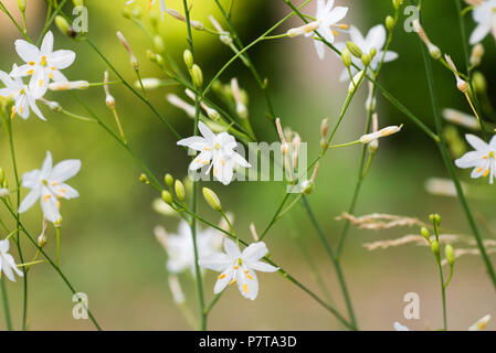 Kleine weiße Blumen St Bernard Lilys Makro im Wald Stockfoto