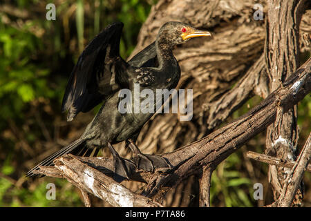 Afrikanische Darter - anhinga Rufa-Trocknung Flügel in der Abendsonne, auf einem toten Zweig über den Kavango River im Norden Namibias thront. Stockfoto