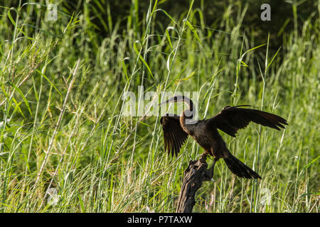 Afrikanische Darter - Anhinga rufa-Trocknung seine Flügel in der Abendsonne, auf einem toten Zweig auf dem Kavango Fluss in Namibia thront. Stockfoto