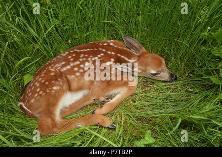 Weißwedelhirsche (Odocoileus virginianus), New York, fawn Stockfoto
