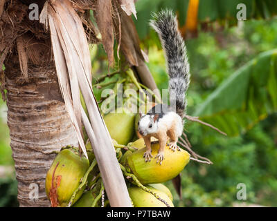 Bunte Baum Eichhörnchen steht auf einer Kokosnuss in einer Palme in den Tropen Stockfoto