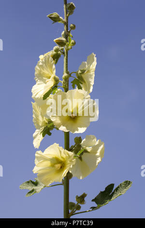 Alcea Rosea. Gelbe Malve vor blauem Himmel. Stockfoto