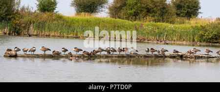 Line ups der kanadischen Gänse und Stockenten mit Sommer Wildblumen, Reifel Vogelschutzgebiet, British Columbia. Stockfoto