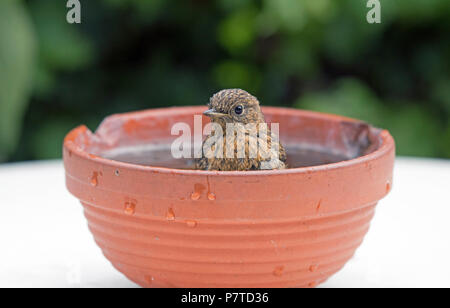 Junge Rotkehlchen, Erithacus rubecula, Baden im alten Terrakotta Ton Schüssel Stockfoto