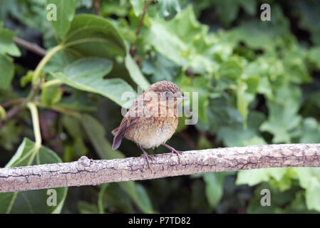 Junge Rotkehlchen, Erithacus rubecula, auf Zweig Stockfoto