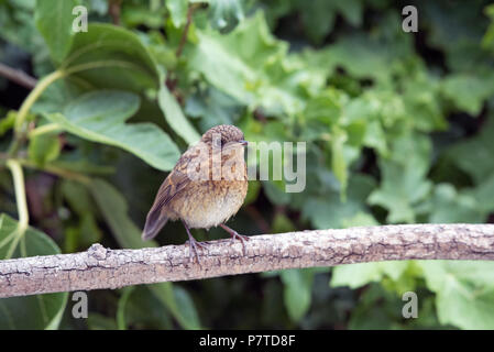 Junge Rotkehlchen, Erithacus rubecula, auf Zweig Stockfoto