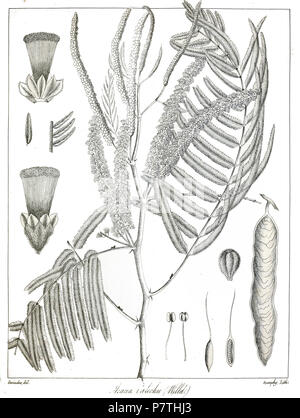 Acacia catechu. 1873 12 Acacia catechu Govindoo Stockfoto